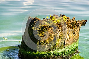 Picturesque old snag on the river bank