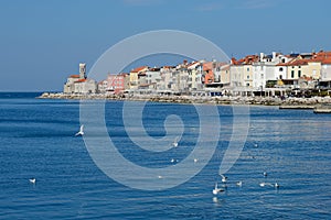 Picturesque old town Piran - Slovenia