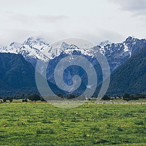 Picturesque outdoor landscape of a lush green grass field with snow-capped mountains in New Zealand