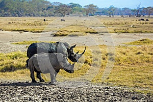 Picturesque pair of wild rhinos