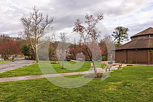 Picturesque park with benches for relaxation, surrounded by blooming magnolia trees in early spring.