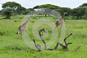 A picturesque park with wild animals. giraffes in the grass in the savannah