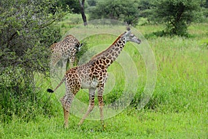 A picturesque park with wild animals. giraffes in the grass in the savannah