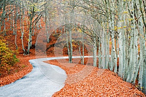 Picturesque path