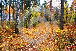 A Picturesque Path in Autumn Forest