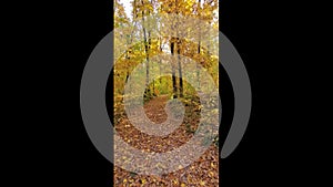 A picturesque path in the autumn forest.beautiful nature,tranquility, relaxation