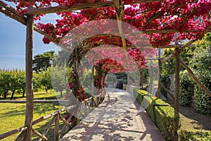 Picturesque path, covered with red bougainvillea, Capri, Italy
