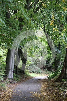 Picturesque path through a dense forest of lush greenery