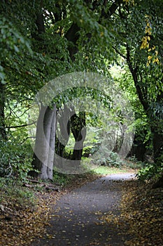 Picturesque path through a dense forest of lush greenery