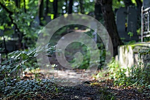 Picturesque path in old cemetery