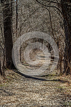 Picturesque path winding through a forest