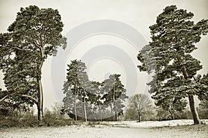 Picturesque photo of a winter pine grove - HDR image with black gold filter