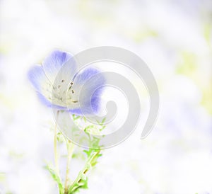 Picturesque Picture as a Painting of Nemophila baby blue eyes flower