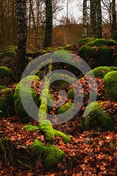 A picturesque pile of large old stones overgrown with green moss with orange fallen leaves and bare tree trunks in the foreground