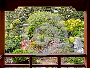 A picturesque pine tree seen from a wood pavilion of the Japanese garden of Monaco