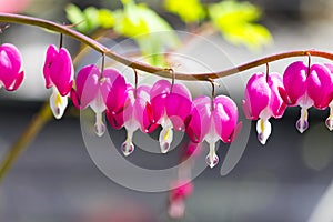 Picturesque pink flower of Dicentra a broken heart, heart Jeannette , bleeding heart blooms in garden