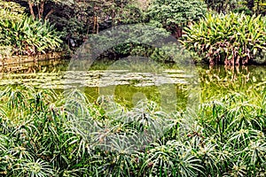 Pond in a botanical garden in Medellin, Antioquia, Colombia photo