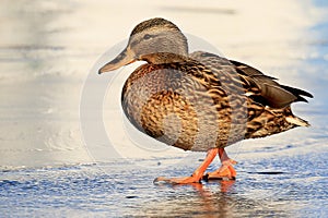 A picturesque portrait of a wild very bright duck on thin ice on a sunny day. High definition, visible water droplets on the feath