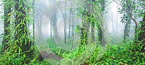 Picturesque primeval tropical forest in the morning fog