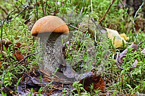 Picturesque red-capped scaber stalk Leccinum aurantiacum close up. Surrounded with green moss and dry leaves. Fungi, mushroom in