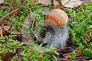 Picturesque red-capped scaber stalk Leccinum aurantiacum close up. Surrounded with green moss. Fungi, mushroom in the autumn for