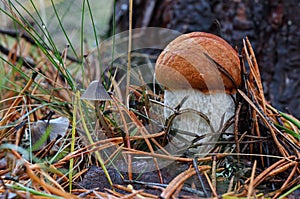 Picturesque red-capped scaber stalk Leccinum aurantiacum with white leg close to deadly fungi, toadstool. Fungi, mushroom in the