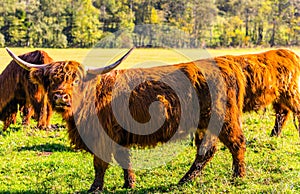 Picturesque red Scottish cows