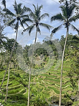 Tegallalang Rice Fields Bali island Indonesia