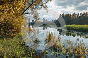 Picturesque riverside with trees and water plants and modern high rise buildings on the horizont