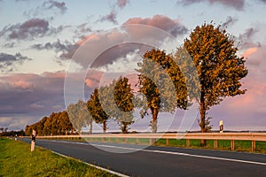 Picturesque road with a row of trees in an autumn robe in the rays of the setting sun