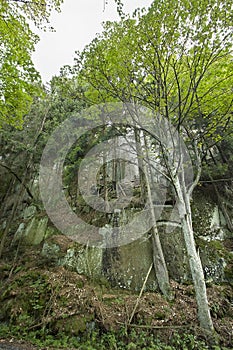 picturesque rock covered with a forest