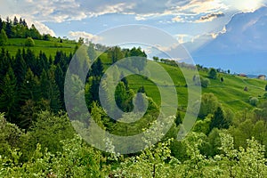 Picturesque rural green landscape with trees and fence