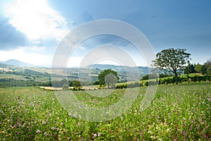 Picturesque rural landscape