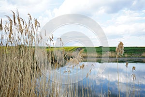 Picturesque rural landscape with yellow rapeseed and green barley field. Fields and lake. Rape on the field in spring