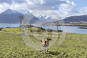 Picturesque rural scene with tranquil cows and calves grazing and resting, the pristine lochs at Isle of Raasay, Scotland