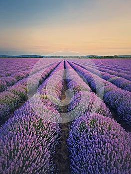 Picturesque scene of blooming lavender field. Beautiful purple pink flowers in warm summer light. Fragrant lavandula plants