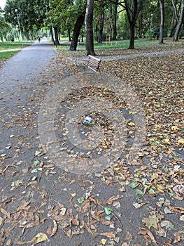 A picturesque scene in the city park during autumn, where a carpet of fallen leaves blankets the stone path