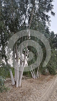 Eucalyptus trees with whitewashed trunks along a sandy path in a rural landscape, natural light