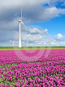 A picturesque scene of a field of colorful flowers swaying in the wind, with a traditional windmill in the background