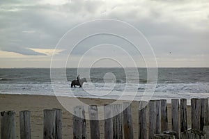 Picturesque scene of a horseback rider enjoying a leisurely ride along the sandy beach