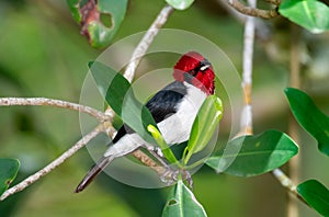 Picturesque scene of an inquisitive, colorful bird perched in a forest, red contrasted with green