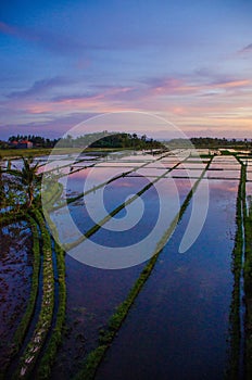 Picturesque scene of a paddy field in Canggu, Bali, at the end of the day