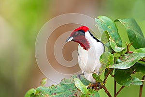 Picturesque scene of a pretty red and white bird contrasted on soft pastel colored background