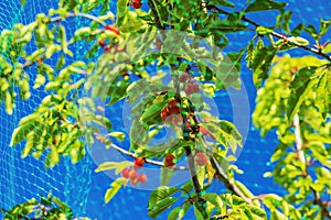 A picturesque scene of ripe cherry clusters hanging from a tree, protected by a mesh bird net