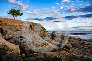 Picturesque scene of a single tree standing on the shoreline of a sandy beach in Gulf Islands