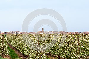 Flowering orchard near Artesa de Lleida, Spain photo