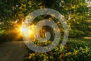 Picturesque scenery forest landscape with bright rays of the sun at sunset