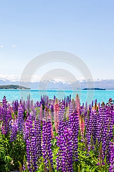 Picturesque shores of Lake Tekapo. New Zealand