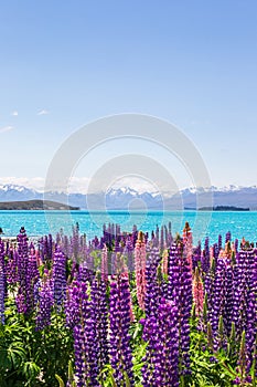 The picturesque shores of Lake Tekapo. View of the snowy peaks of the Southern Alps. New Zealand