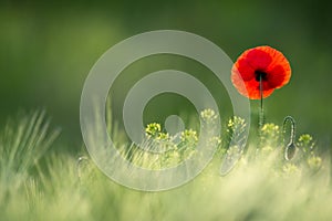 Picturesque Single Wild Poppy On A Background Of Ripe Wheat.Wild Red Poppy, Shot With A Shallow Depth Of Focus, On A Yellow Wheat